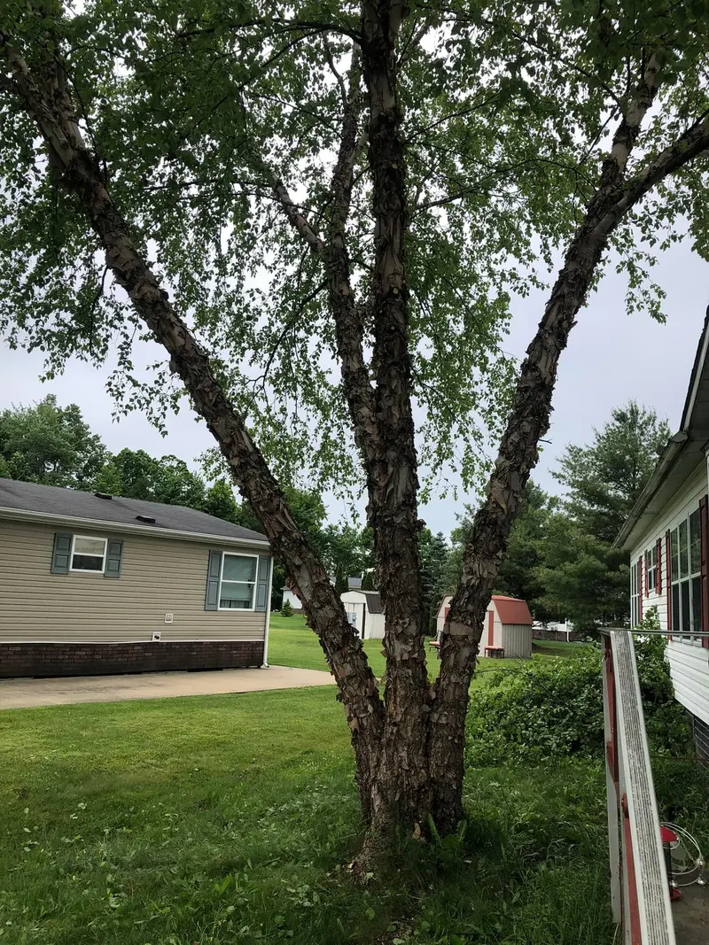 A large multi-trunk birch growing tight against the side of a house before trimming