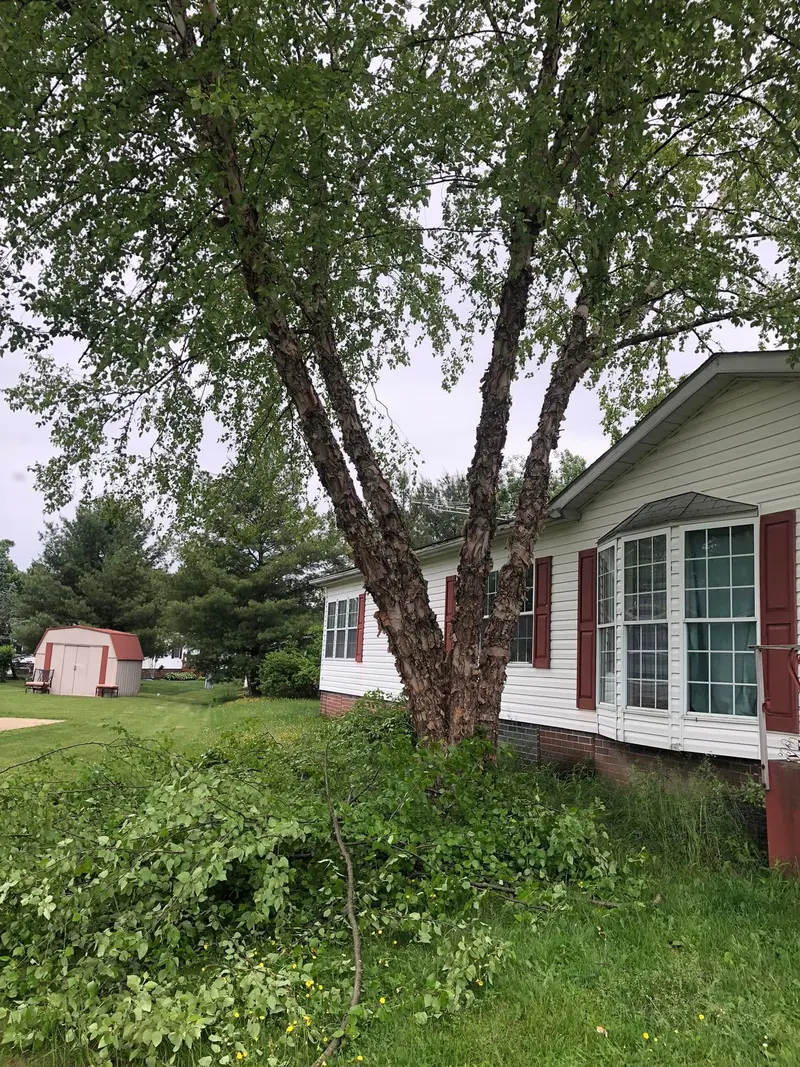 An overgrown birch beside a house after trimming, with the cut limbs stacked on the lawn