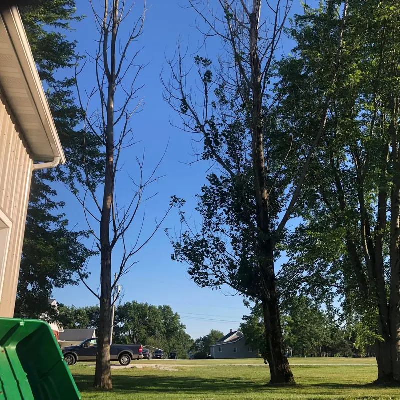 Two bare, dead trees standing over a driveway beside a house
