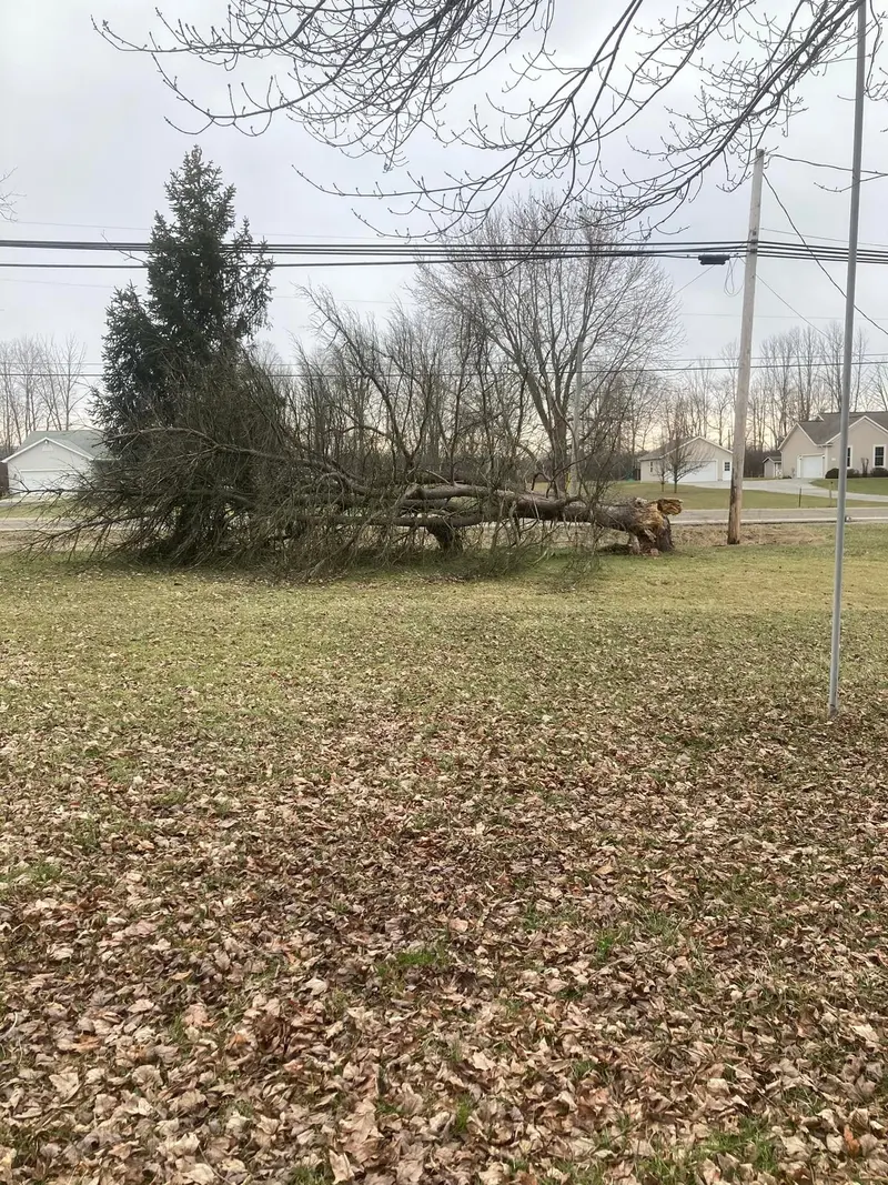 A large tree blown over and lying across a front yard near power lines