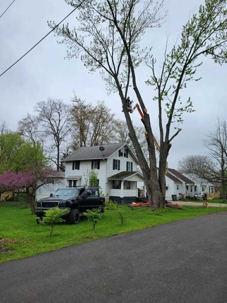 A worker in a boom lift removing the upper limbs of a tall tree beside a house