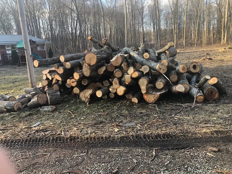 A wide stack of cut logs on a cleared yard with woods behind