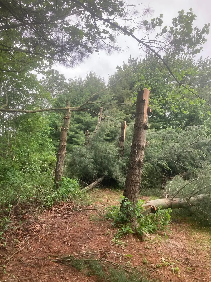 Several pine trunks snapped off partway up after a storm, with the tops on the ground